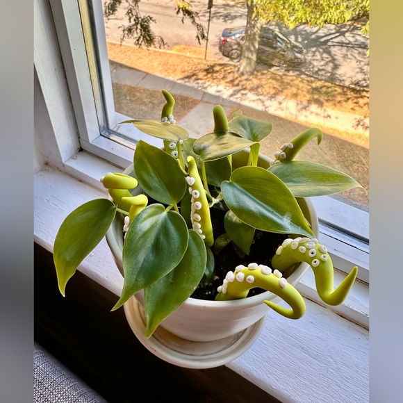8 Lime Green Sea Creature Tentacles 🦑Decor Tentacle Unique Modern Indoor Plant - Picture 4 of 10